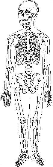 skelett.JPG